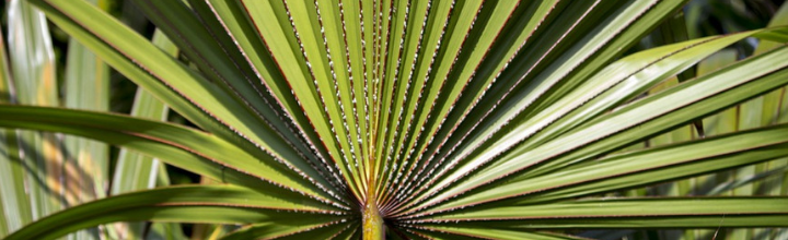 Właściwości lecznicze palmy sabałowej i jej związek z łysieniem