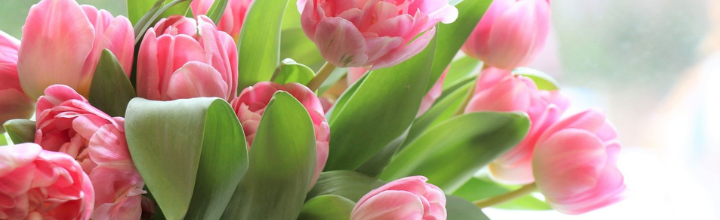Tulipany na Dzień Kobiet